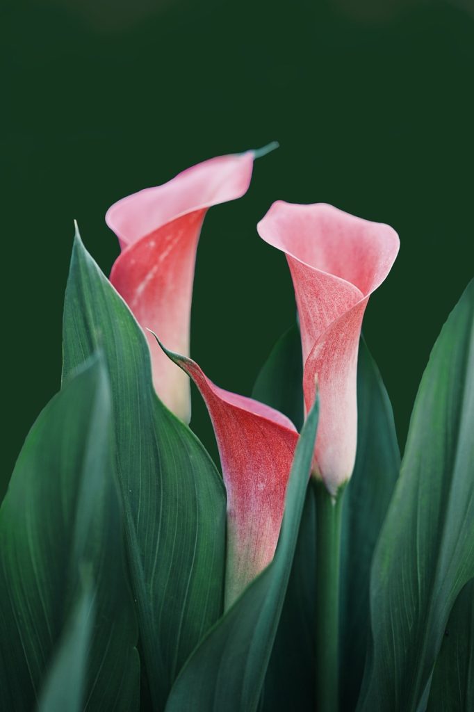 flowers, floral background, calla lilies-6229866.jpg