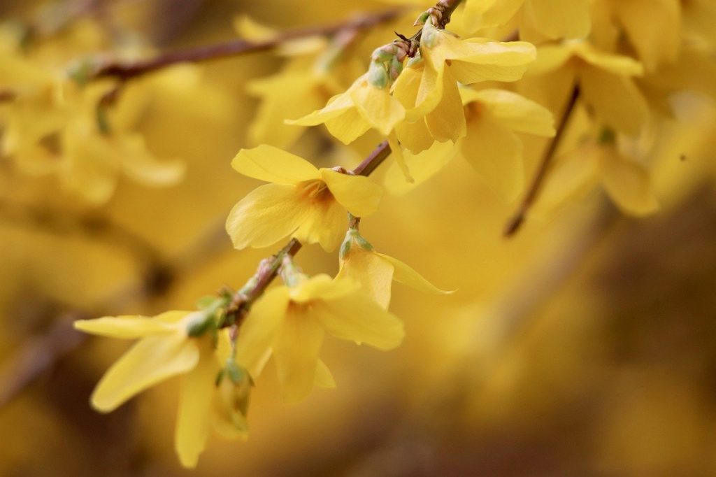 forsythia, golden lilac, gold bells-8647149.jpg