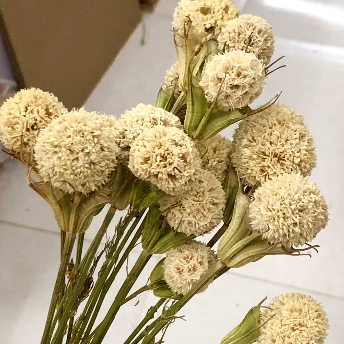 Yunnan dried flower, China